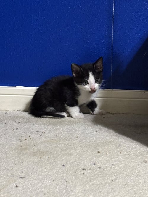 HARVEY DENT - Tuxedo / Domestic Short Hair available for adoption