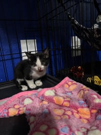 Harvey Dent - Photo 5