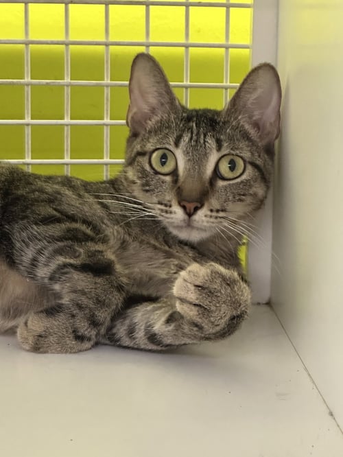 ARA - Tabby / Domestic Short Hair available for adoption