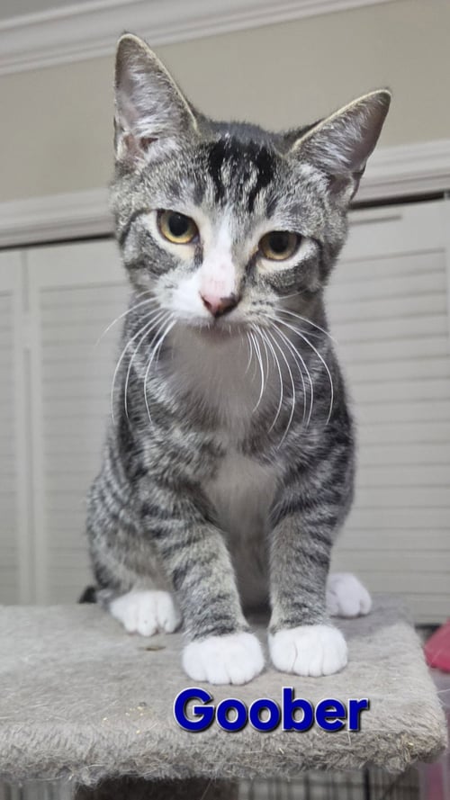 GOOBER - Tabby / Domestic Short Hair available for adoption