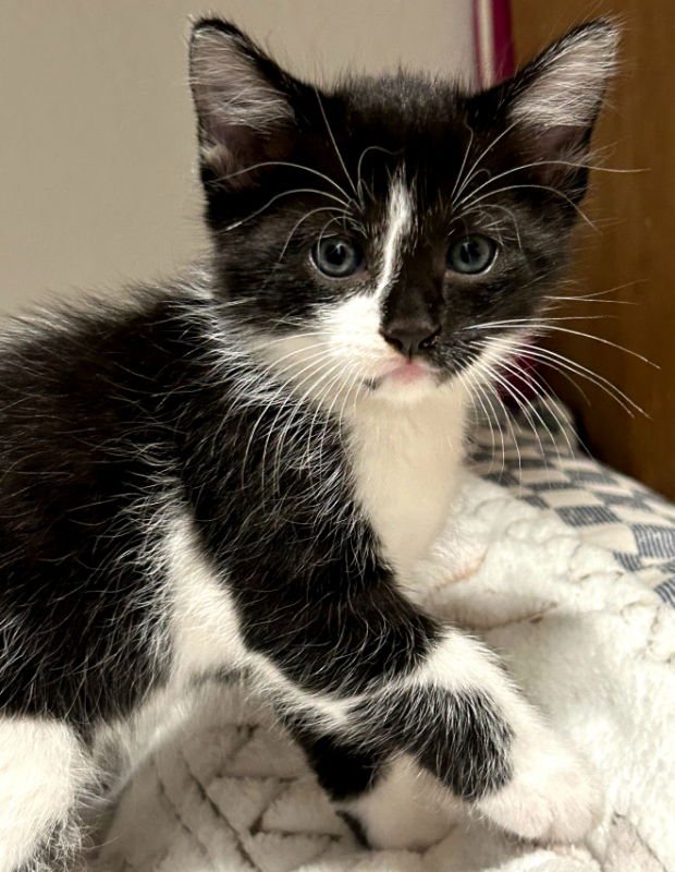 ELMER - Tuxedo / Domestic Short Hair available for adoption