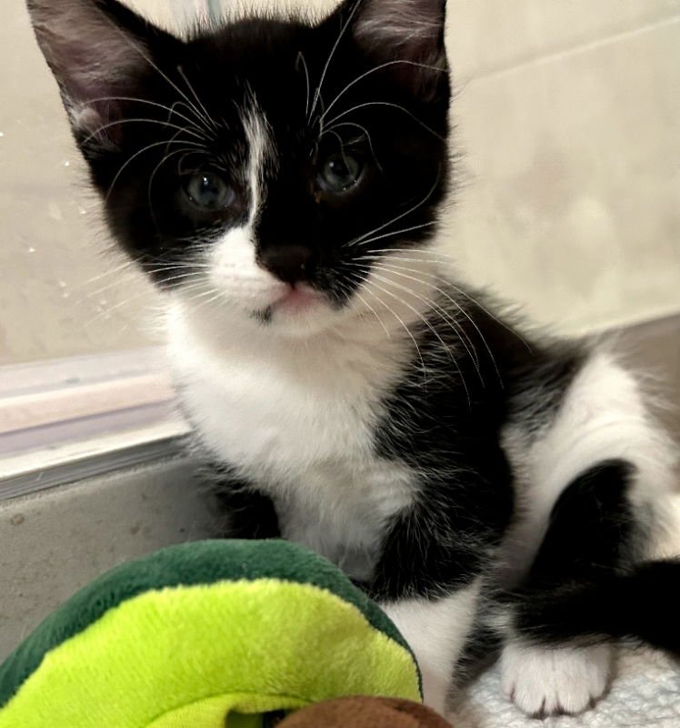 ELMER - Tuxedo / Domestic Short Hair available for adoption