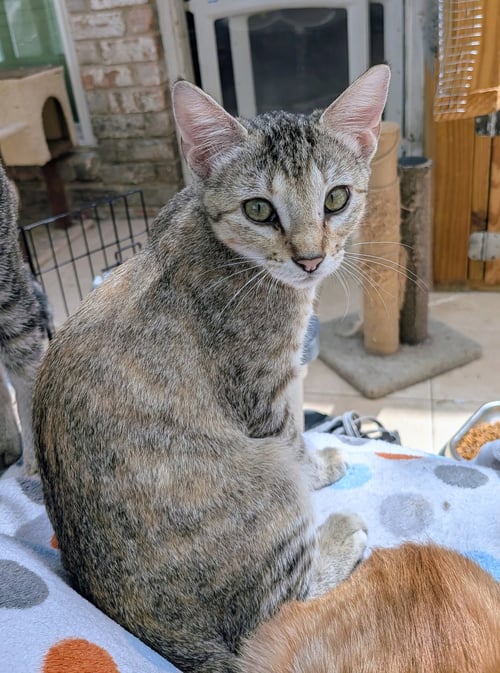 SATIVA - Tabby / Calico available for adoption