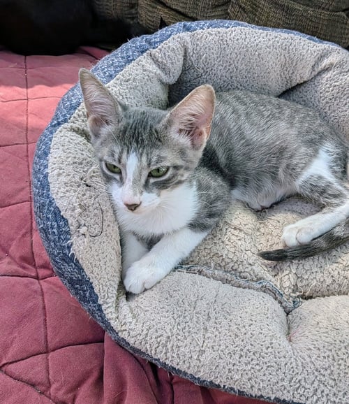 BLADE - Tabby / Domestic Short Hair available for adoption