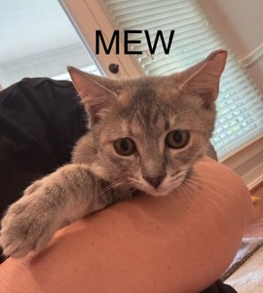 MEW - Dilute Tortoiseshell / Domestic Short Hair available for adoption