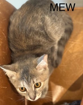 MEW - Dilute Tortoiseshell / Domestic Short Hair available for adoption