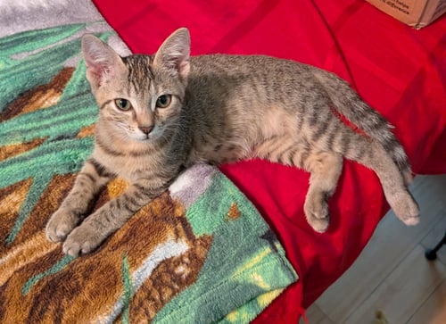 KATANA - Torbie / Domestic Short Hair available for adoption