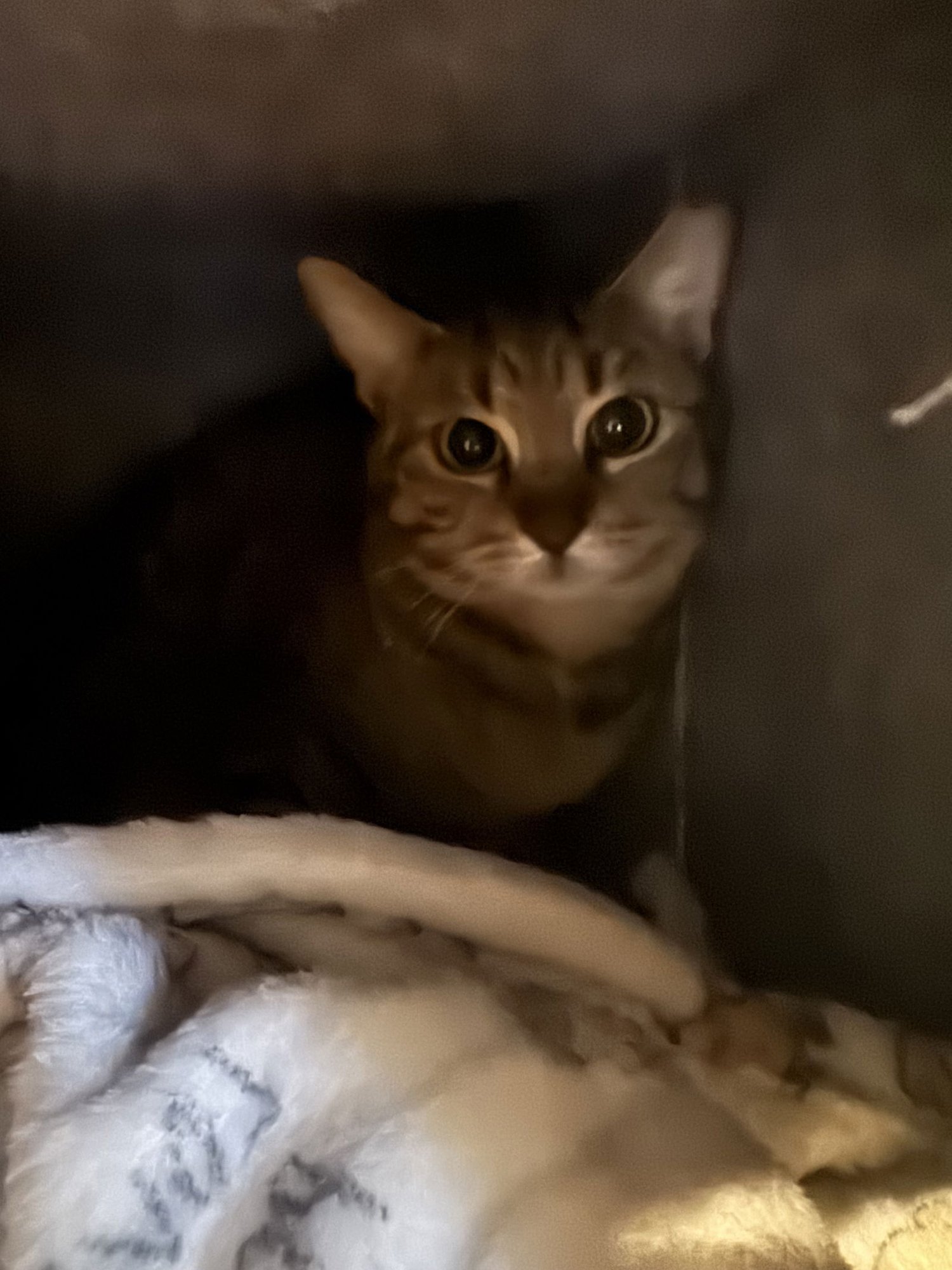 HOPE GRAYSON - Tabby / Domestic Short Hair available for adoption