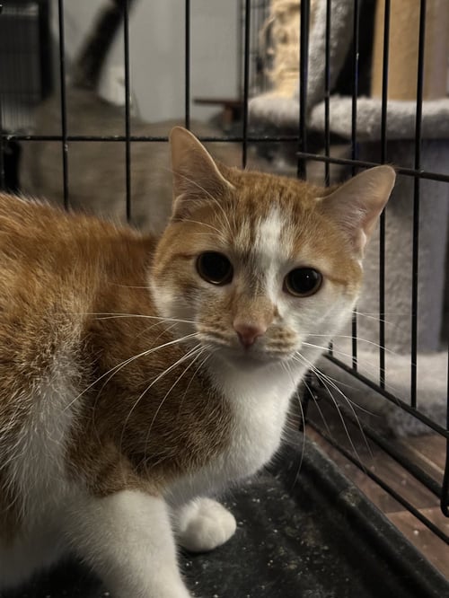 TANGERINE - Tabby / Domestic Medium Hair available for adoption