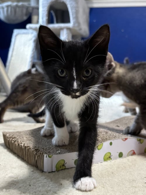 JOSEPHINE - Tuxedo / Domestic Medium Hair available for adoption