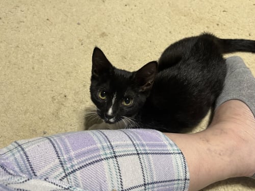 JOSEPHINE - Tuxedo / Domestic Medium Hair available for adoption