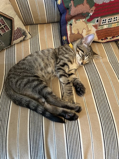 NOLAN - Tabby / Domestic Short Hair available for adoption