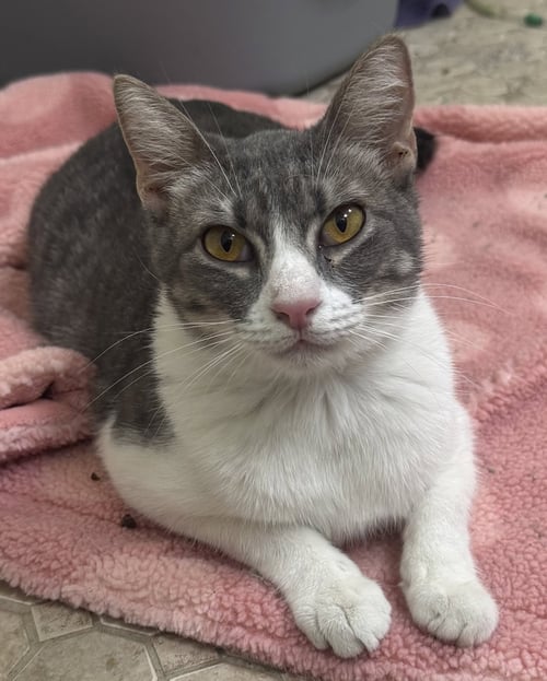 ANDY - Domestic Short Hair available for adoption