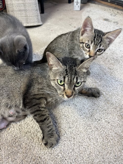 MAMA JUNE - Tabby / Domestic Short Hair available for adoption