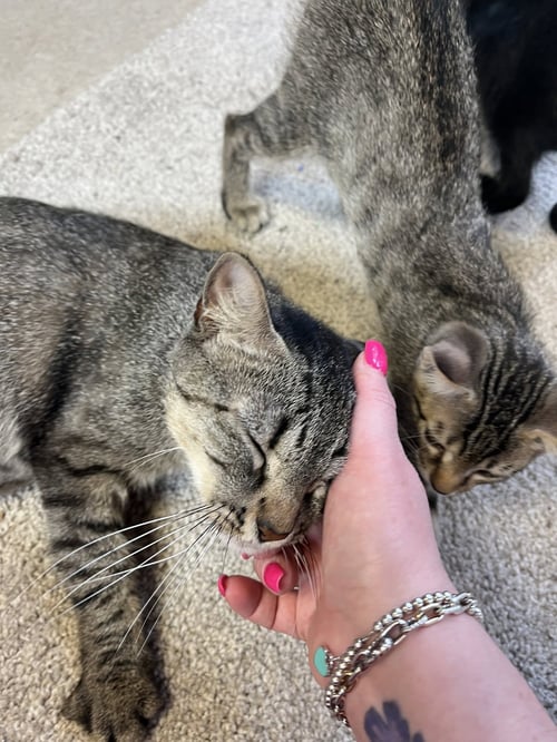 MAMA JUNE - Tabby / Domestic Short Hair available for adoption
