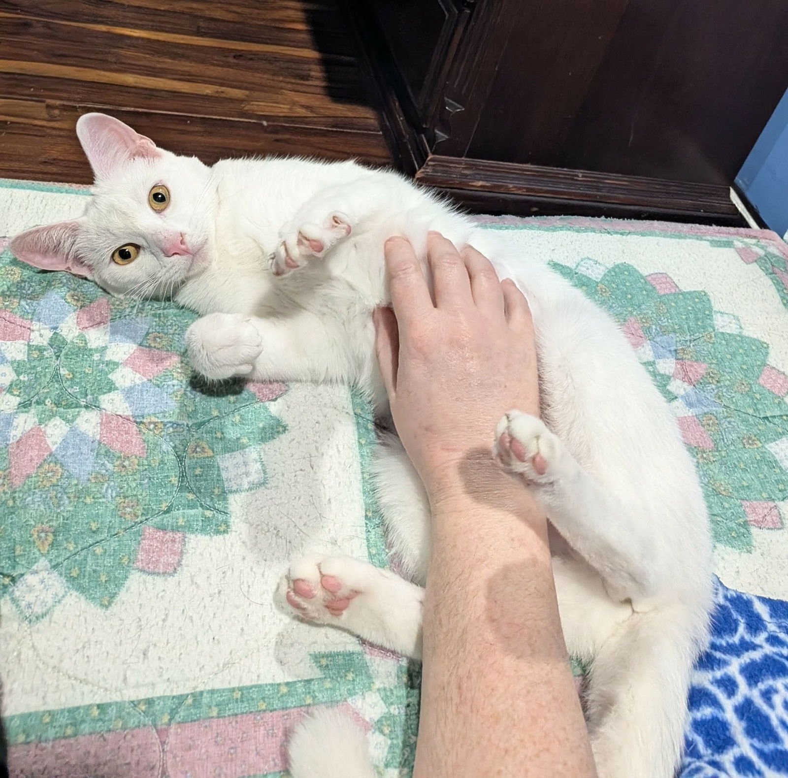 ANGEL - Tabby / Domestic Short Hair available for adoption