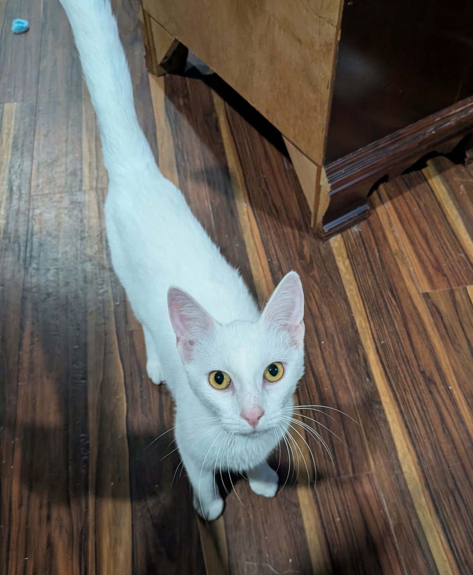 ANGEL - Tabby / Domestic Short Hair available for adoption