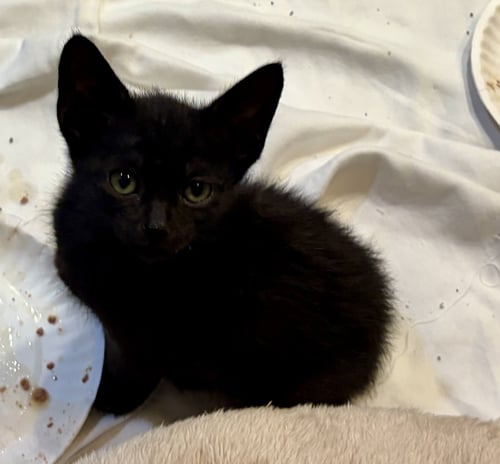 LACE - Tabby / Domestic Short Hair available for adoption