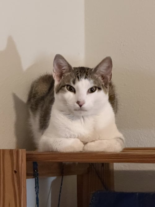DITTO - Tabby / Domestic Short Hair available for adoption