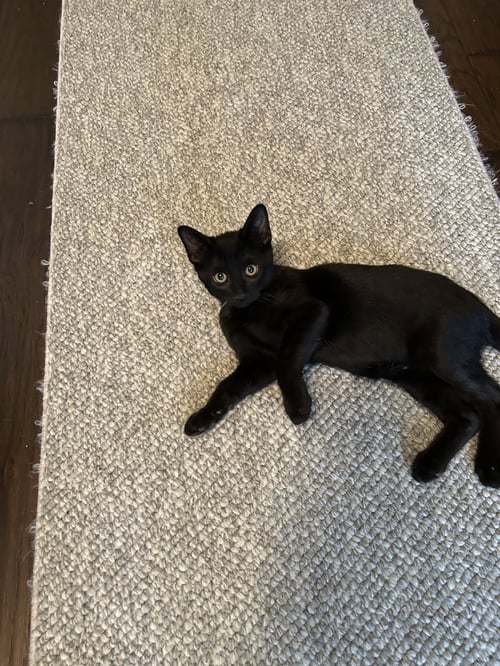 NORAH - Tabby / Domestic Short Hair available for adoption