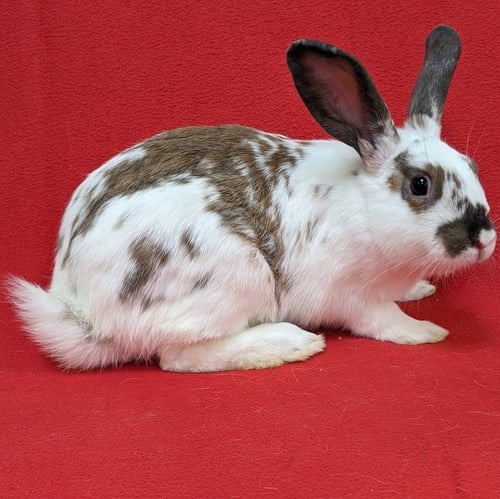 SONIC - English Spot / American available for adoption