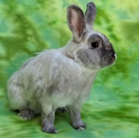 Mabel - Photo 4