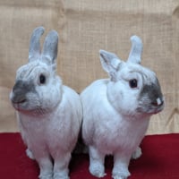 Mabel - Photo 1