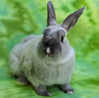 Mabel - Photo 5