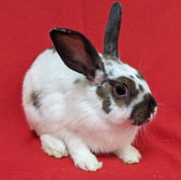Bonnie - Photo 2