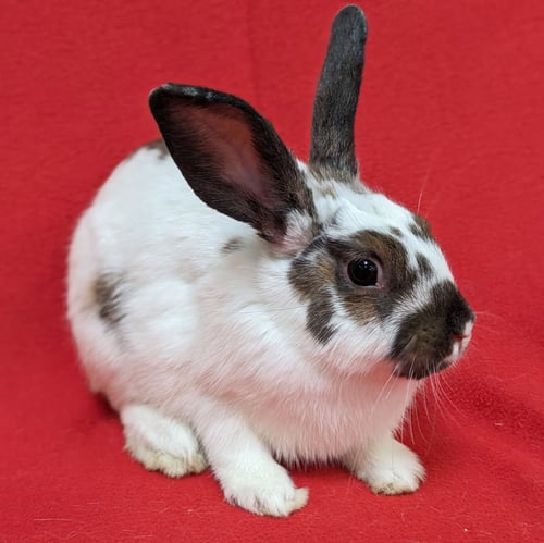 BONNIE - American / English Spot available for adoption