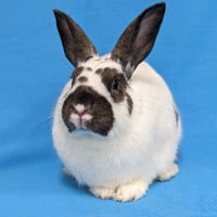 Bonnie - Photo 3