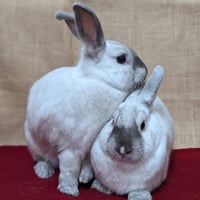 Achilles - Photo 2