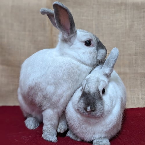 ACHILLES - Lionhead / Lilac available for adoption