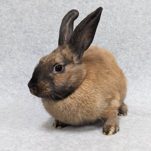 LOUISE - American available for adoption