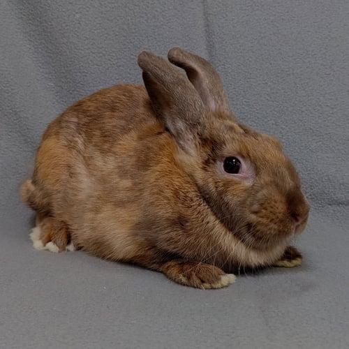 SANDRINE - American / Harlequin available for adoption