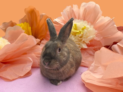 SANDRINE - American / Harlequin available for adoption