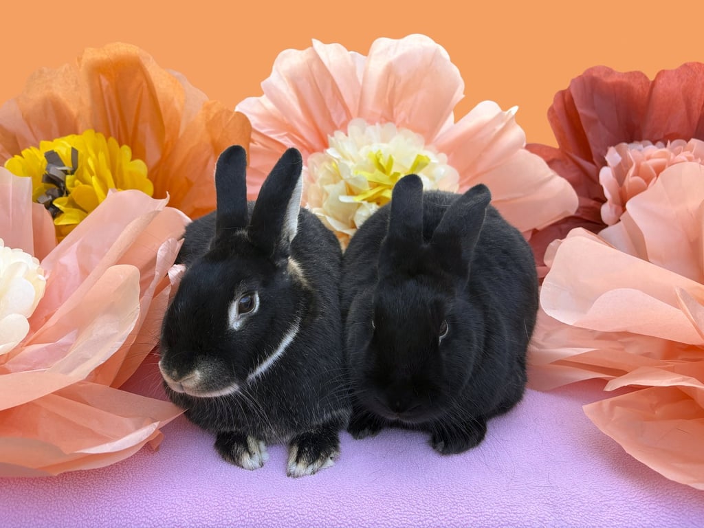 Velvet Image