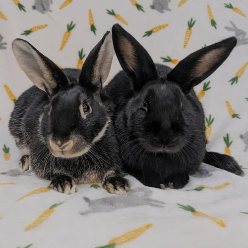 VELVET - American / American Sable available for adoption