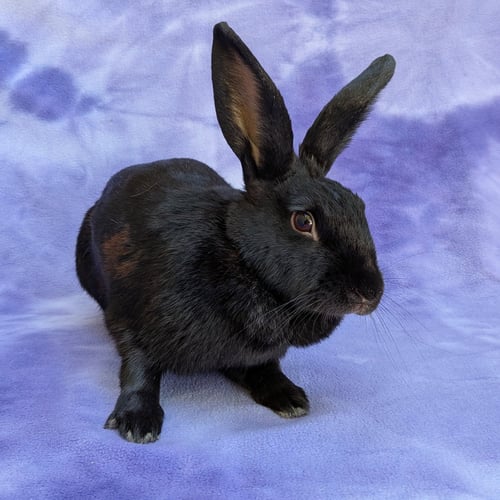 BARDA - American available for adoption