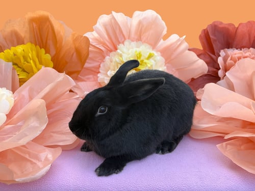 CHENILLE - American available for adoption