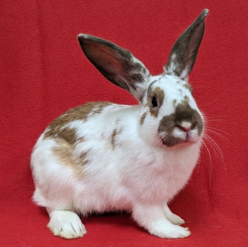 FOXY - American / English Spot available for adoption