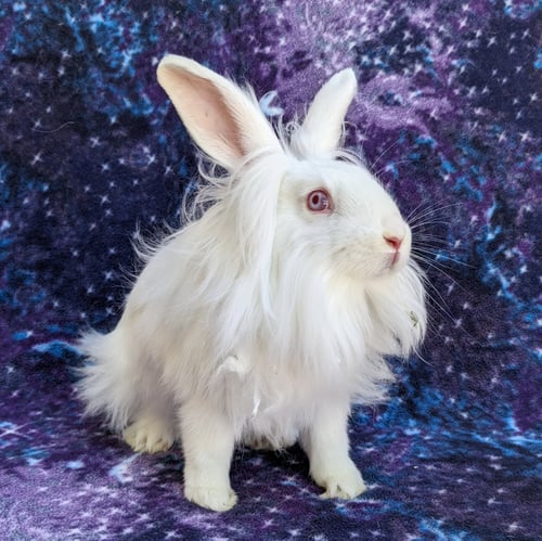 SELINA - American / Lionhead available for adoption