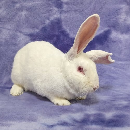 CHESTER - New Zealand available for adoption