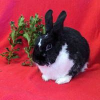 Charlie Kale - Photo 6