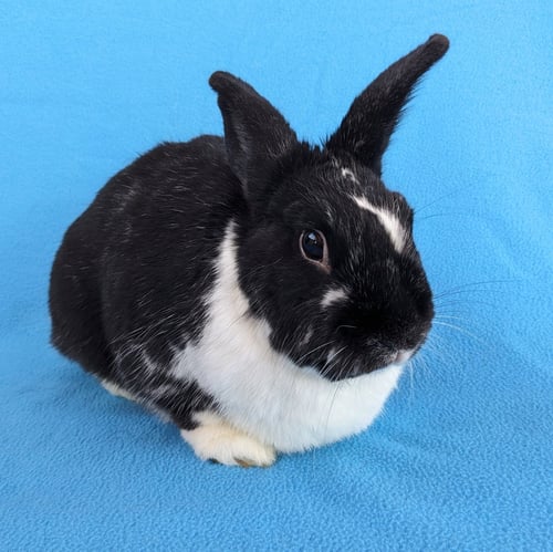 CHARLIE KALE - American / Beveren available for adoption