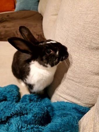 CHARLIE KALE - American / Beveren available for adoption