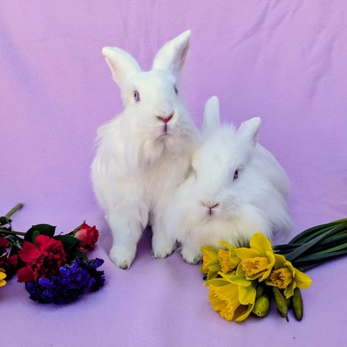 HIPPOLYTA - Lionhead / American available for adoption