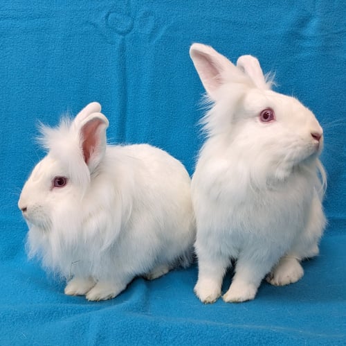 HIPPOLYTA - Lionhead / American available for adoption