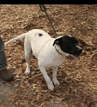 Poppie - Photo 1