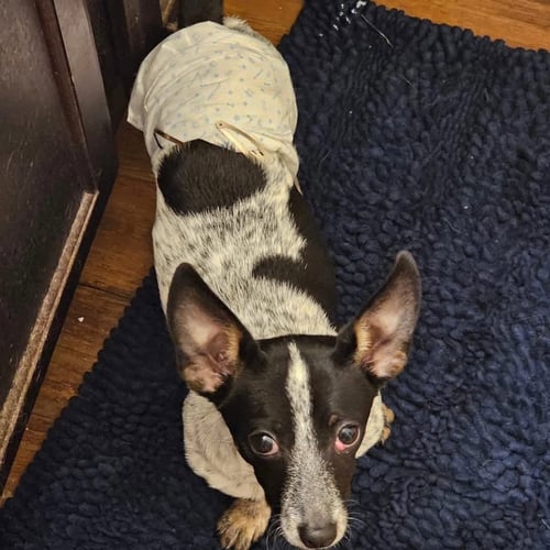 CHICO BENITO - Dachshund available for adoption